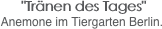  "Tränen des Tages"